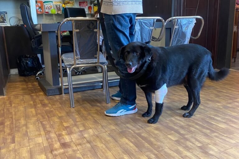 A black dog got emergency care by Veterinarian Vipul Verma in Shimla