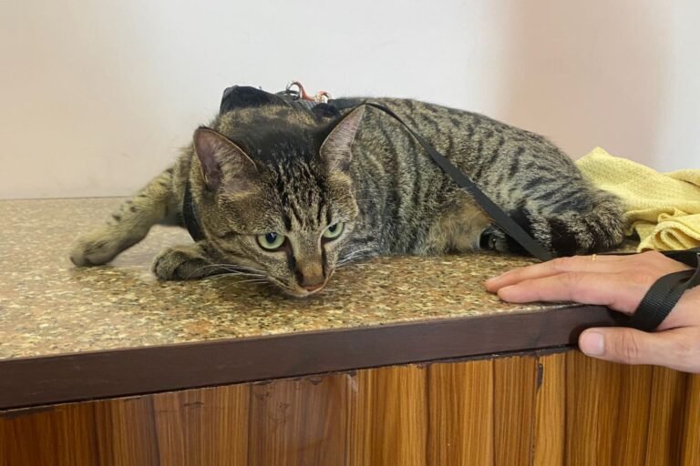 A cat visiting our pet clinic in Shimla