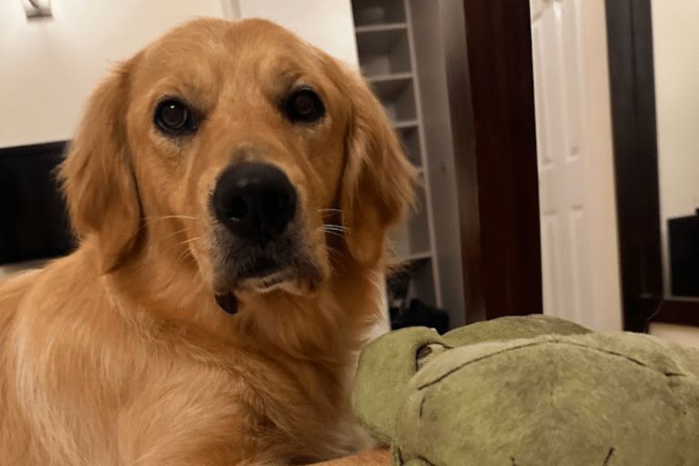 A healthy golden retriever playing