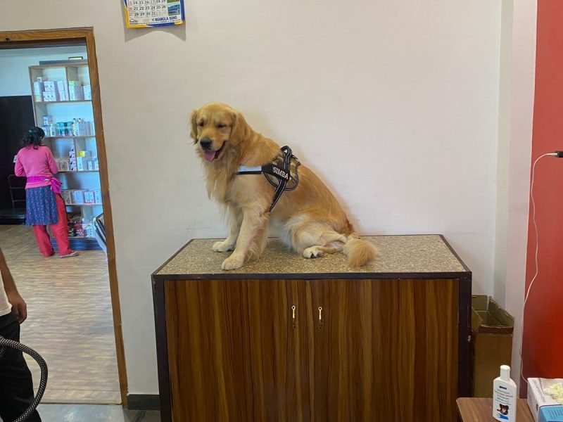 A Golden Retriever at our pet clinic in Shimla