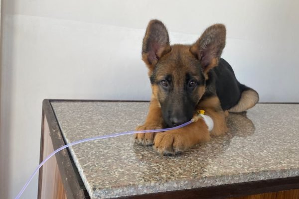 A baby german shepherd getting treatment at our pet clinic in Shimla